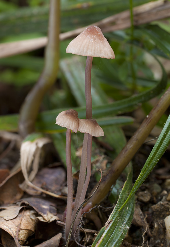 Mycena sanguinolenta